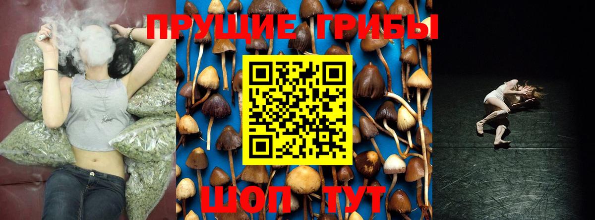 Кореновск  Псилоцибиновые грибы Psilocybine cubensis  Вход с VPN 